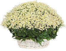 Цветочная композиция из Ромашки в корзине #REPLACE_PRED# Тимашевске